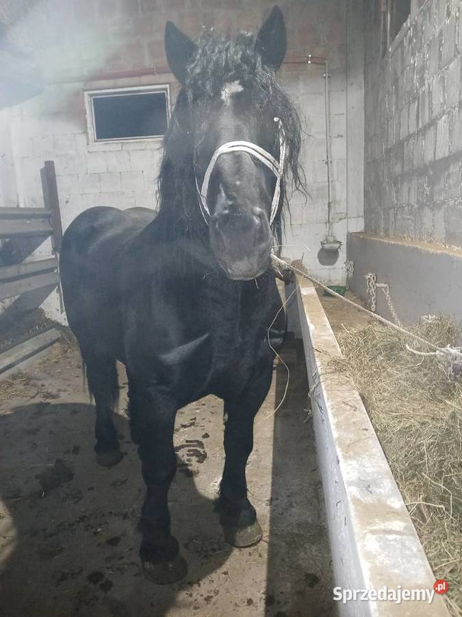 Kary 3 lata Skarżysko-Kamienna