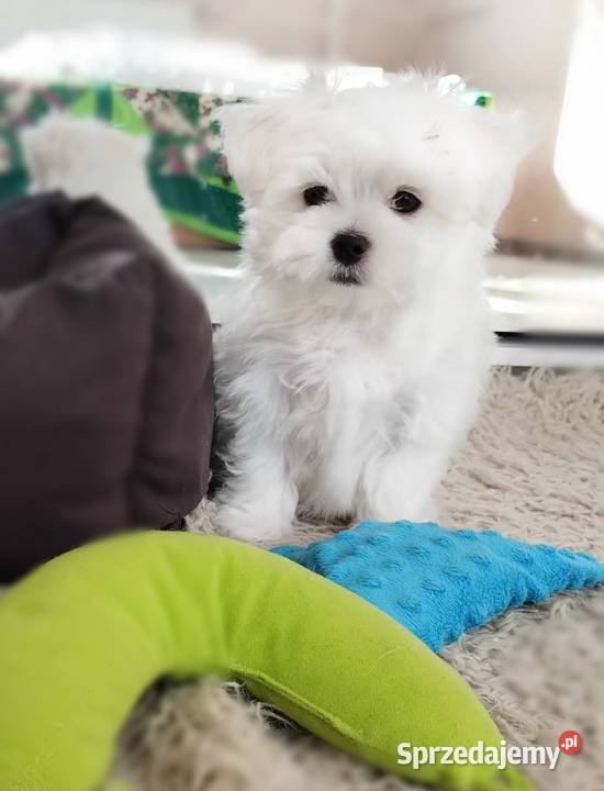 Maltańczyk piesek filigramowy udokumentowane Racibórz