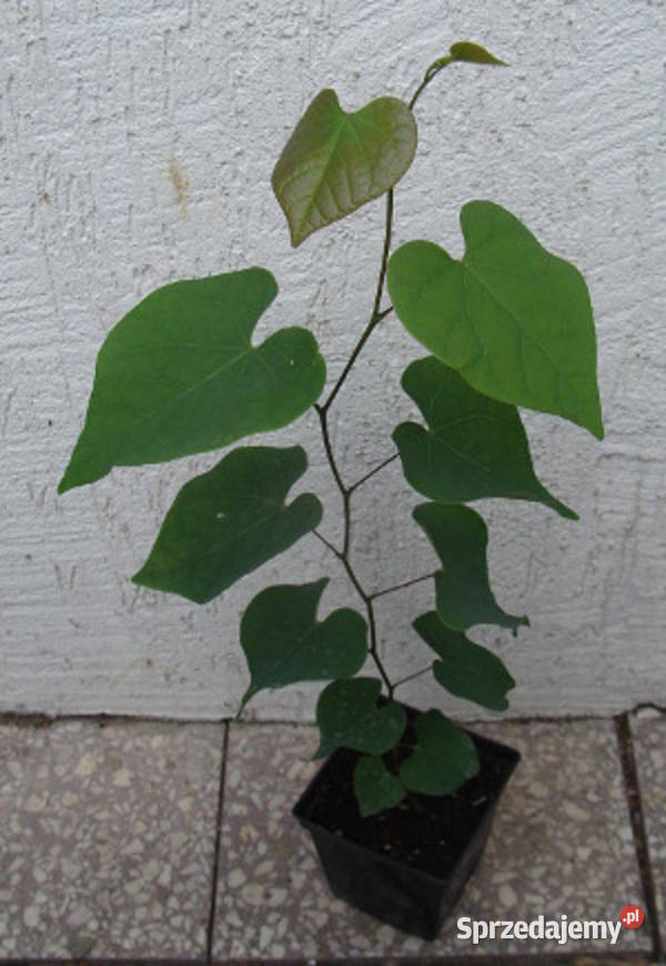 JUDASZOWIEC KANADYJSKI sadzonki w doniczkach kujawsko-pomorskie Ustronie