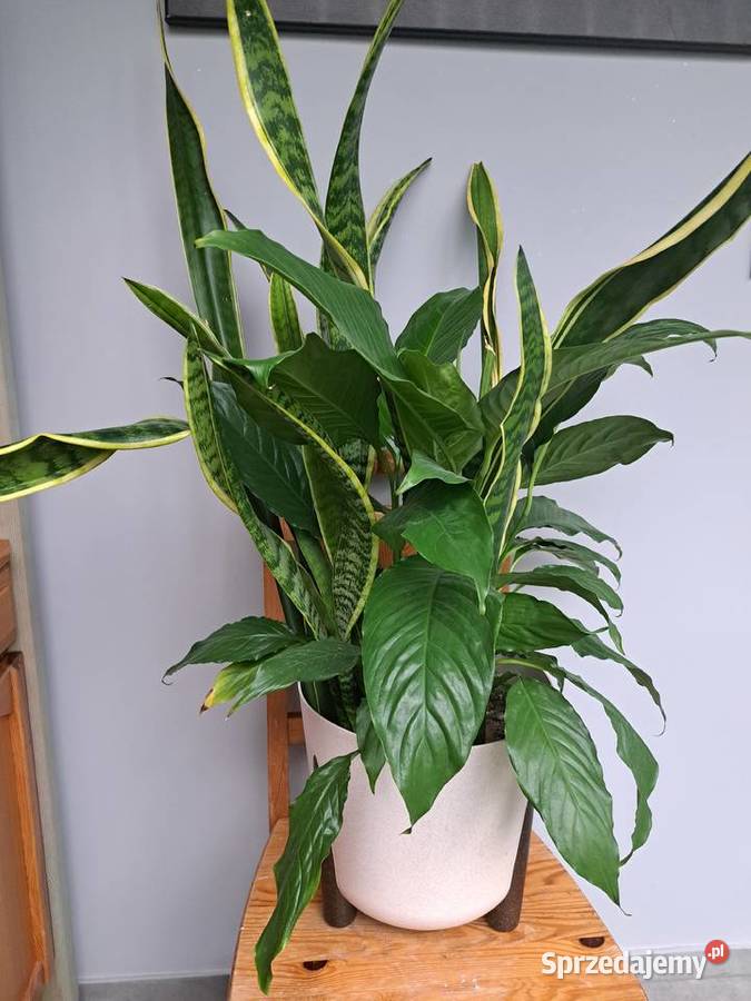 Skrzydlokwiat szable pomelo