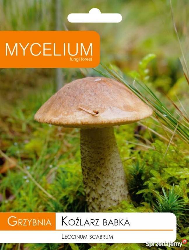 Grzybnia Koźlarz Babka 10 g MYCELIUM Kraków