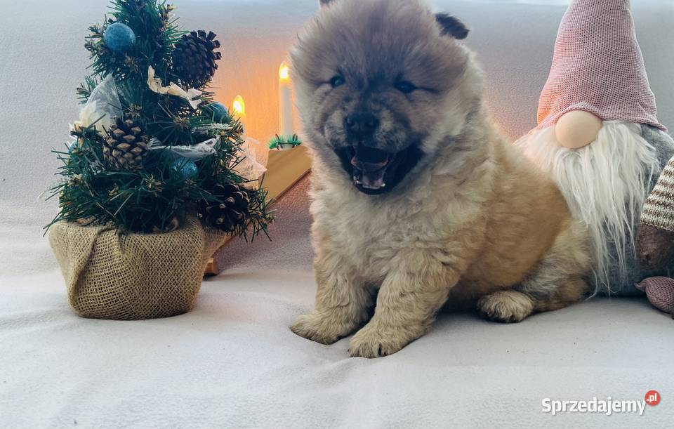 Przeurocza suczka Chow chow Łomża
