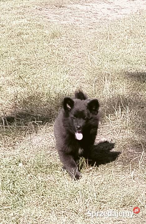 Szpic Niemiecki Duży Jedyny taki miot w Polsce Pozostałe