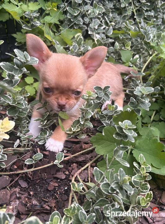 Chihuahua chłopcy Warszawa sprzedam