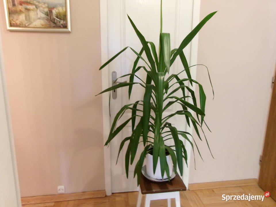 Kwiat doniczkowy Dracena duży 115