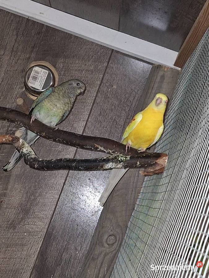 Papugi świergotki para legowa Żory