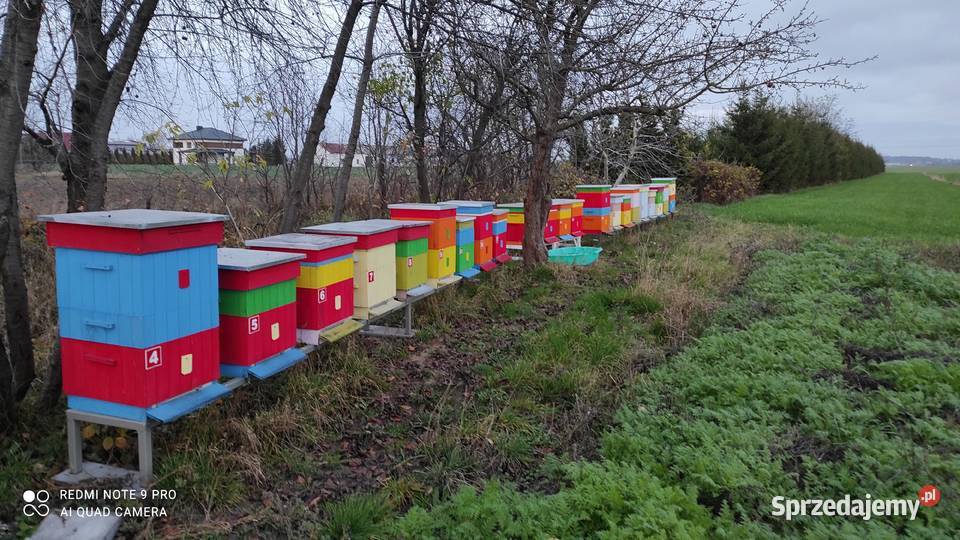 Rodziny pszczele z ulami Ciechanów sprzedam