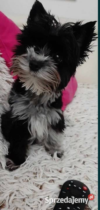 York Yorkshire terrier mini czarny xxs Aleksandrów Łódzki sprzedam