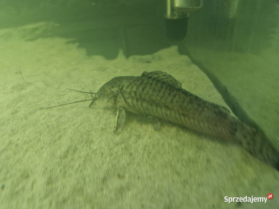 Sprzedam rybki akwariowe Szalejów Dolny