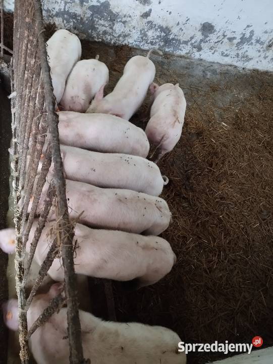 Sprzedam prosiaki mięsne i WBP Kamierowo sprzedam