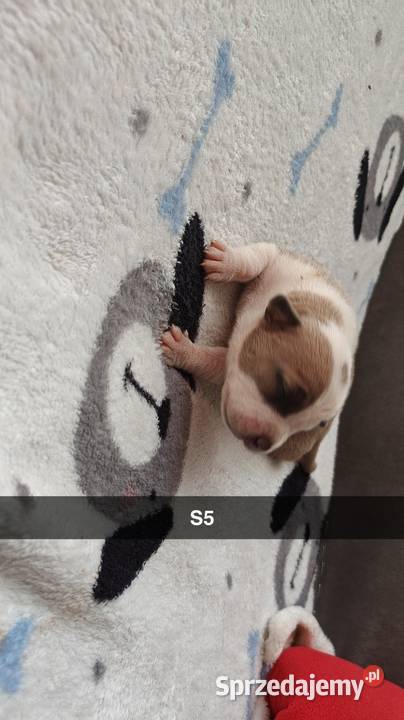 Amstaff Szczeniąta Błękitno Płowe Liliowe Blue Strzałków sprzedam