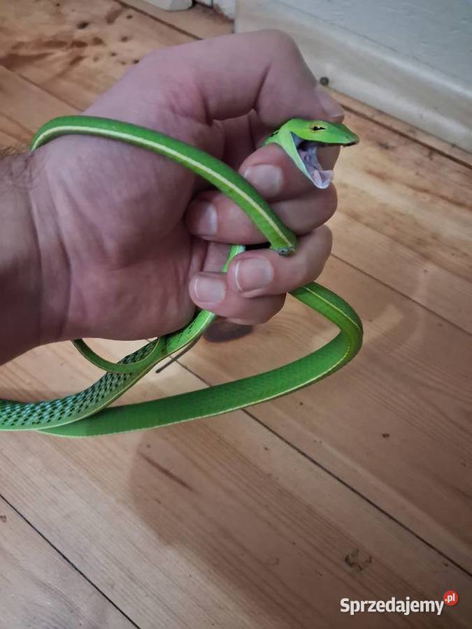 Wąż bicz ahateula nasuta Wrocław