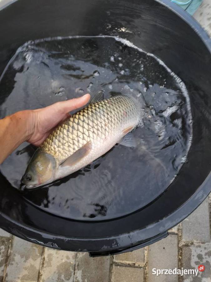 Żywe ryby węgorzamurtołpygaokoń pstrąg wielkopolskie Ślesin