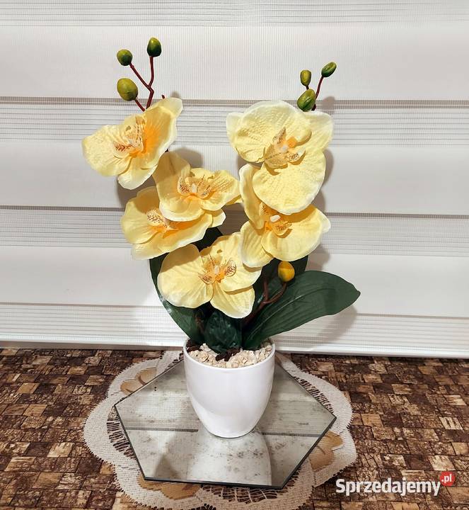 Storczyki Promocja Koszalin