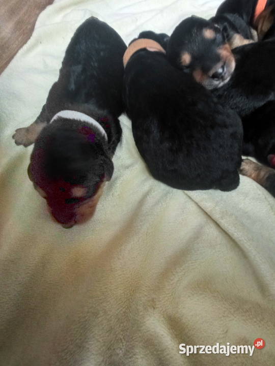 Airedale Terrier szczenięta Psy Lublin