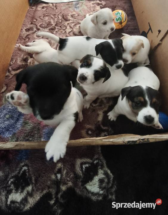 Jack Russell Terrier