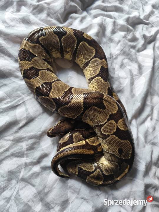 Pyton Królewski łagodny samiec