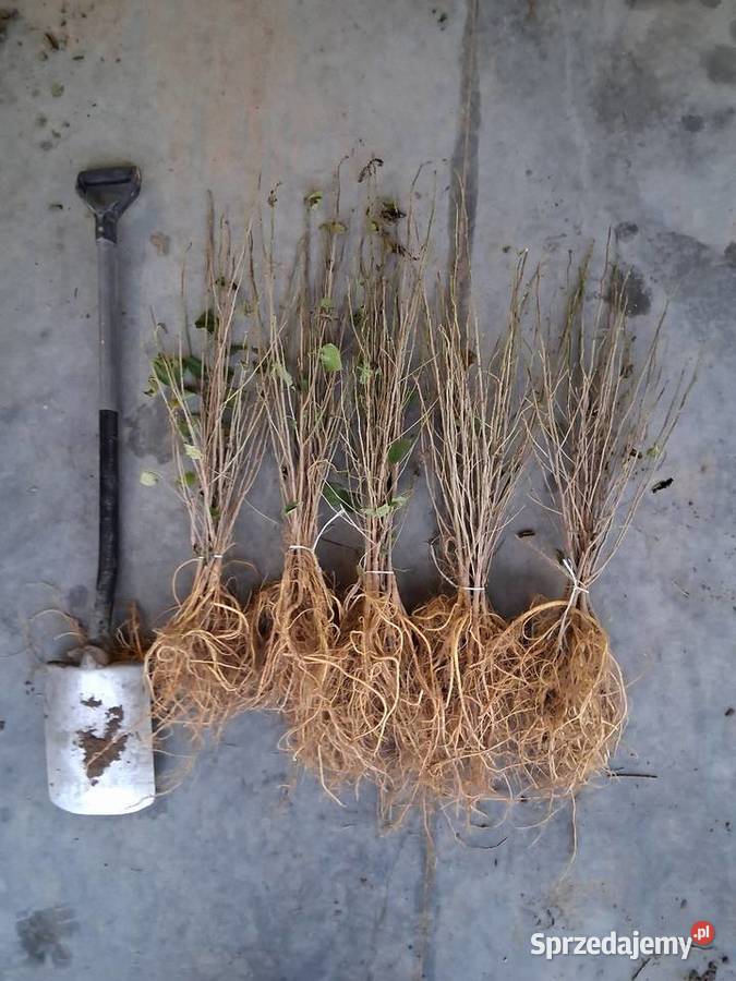 Morwa czarna białą wysyłka Chrząchów