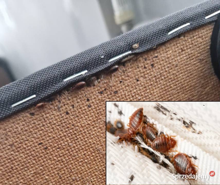 Dezynfekcja dezynsekcja deratyzacja ozonowanie Dezynfekcja i sterylizacja śląskie Ustroń