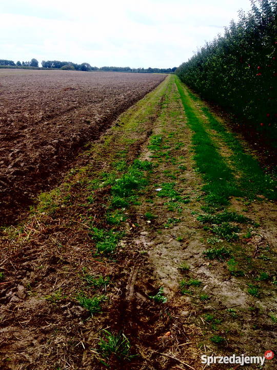 działka budowlanarolna gmina CHYNÓW Budziszynek