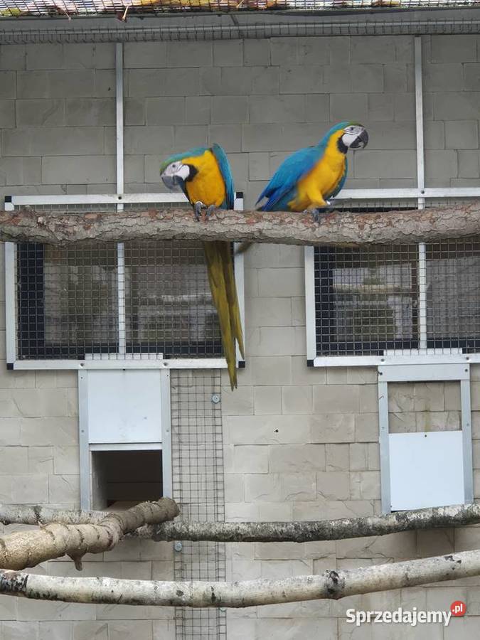 Ara Ararauna para Ptaki Rakoniewice