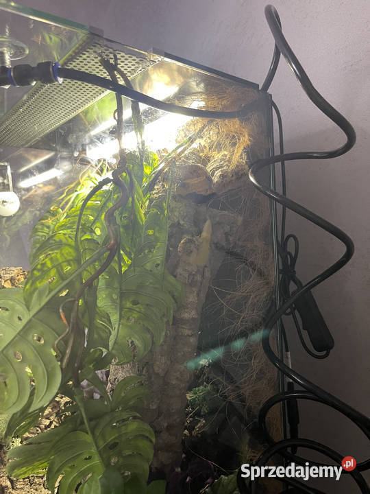 Gekon płaczący Lepidodactylus lugubris Gady i płazy Warszawa