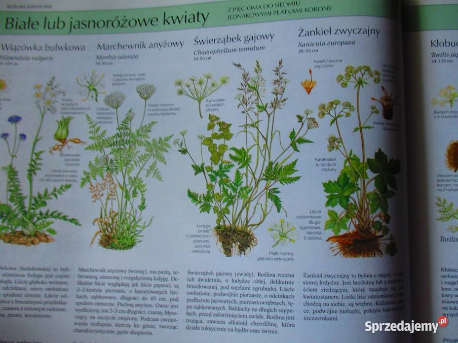 Nasza przyrodarośliny i zwierzęta Europyprzyroda Łódź sprzedam