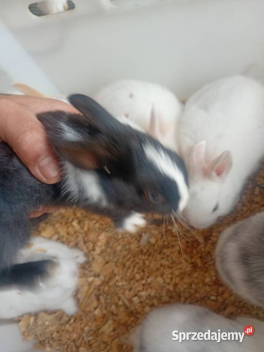 Mini króliczki karzełki i inne Wrzesiny