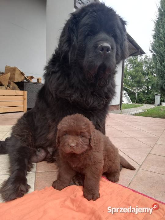 Nowofundlandy Pozostałe Leszno