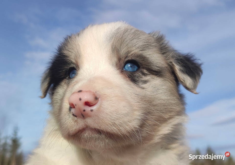 Szczenię BORDER COLLIE z Hodowli Rasowy pies z Kraków