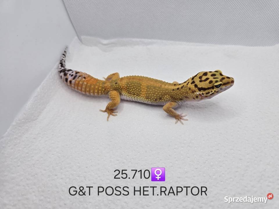 Gekony lamparcie