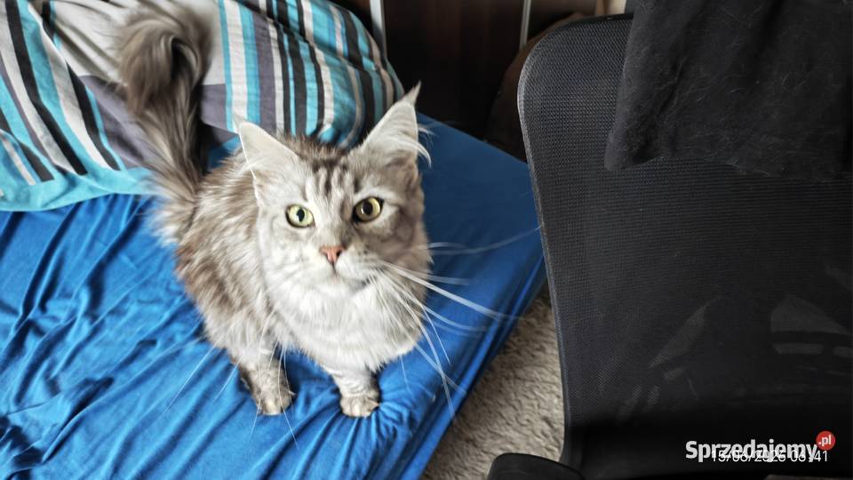Kotka Maine Coon z rodowodem WCF/SHK + pełna wyprawka