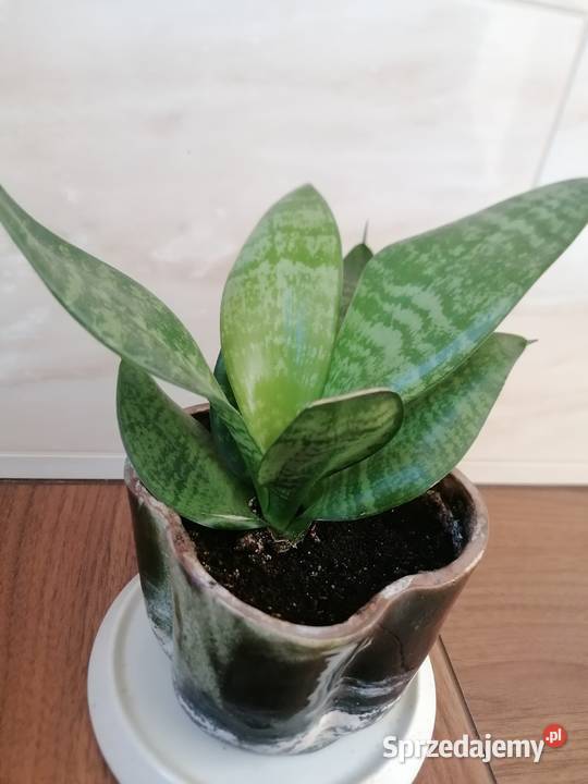 Sansevieria miniaturowa Roslina domowaKwiaty