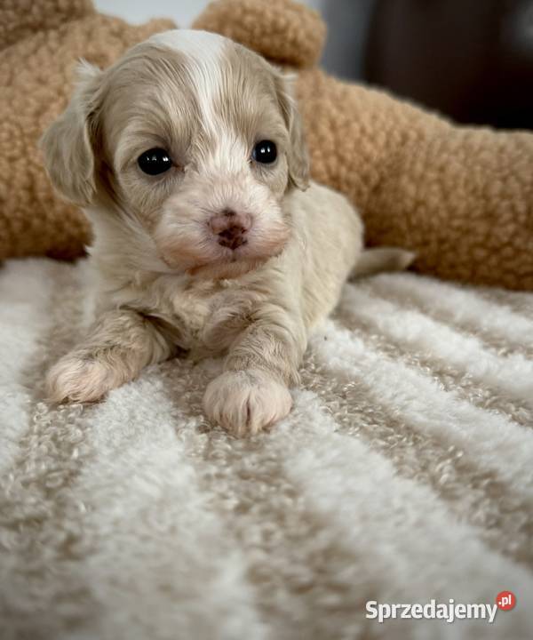 Maltipoo piękne dziewczynki