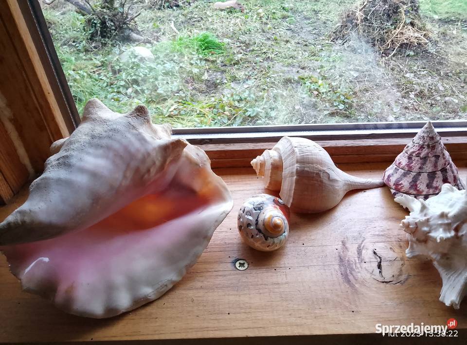 Muszle i gąbki morskie Gniewoszyce