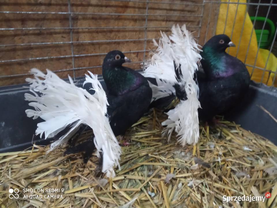 Pawiki czarne na białych ogonach siwe Zamość