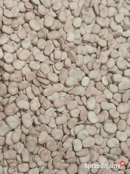 BÓB BIZON Pieczonogi