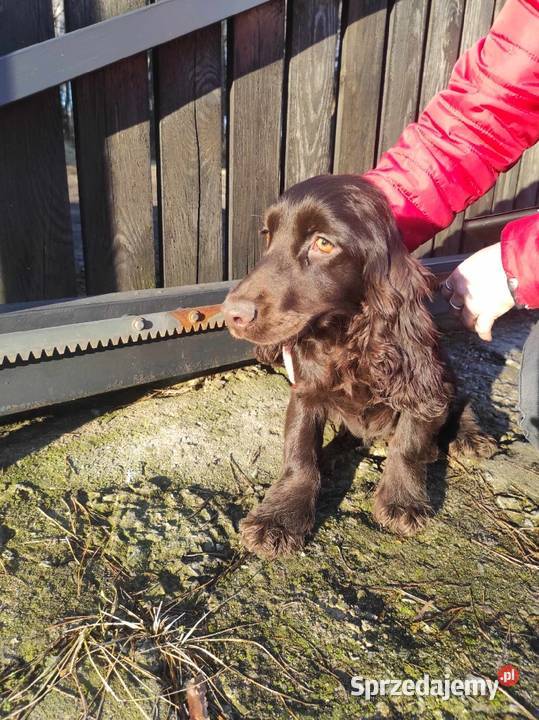 Cocker spaniel czekoladowa suczka małopolskie