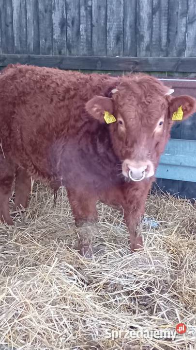 Byk Limuzynę 12mc Żary