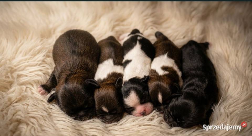 ShihTzu wielkopolskie Leszno
