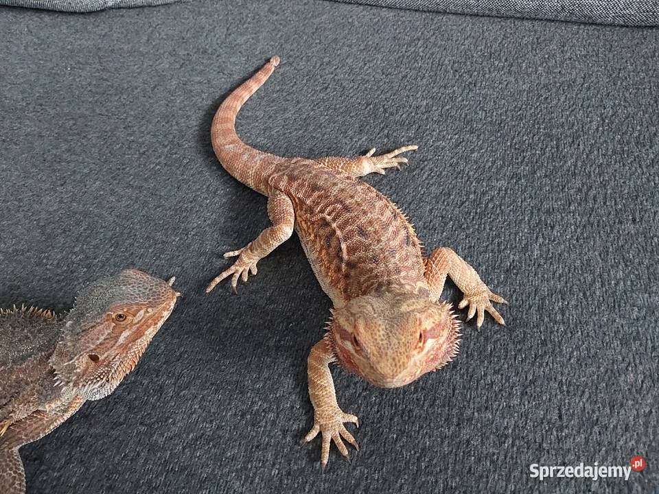 Agama brodata samiczka pomorskie Reda