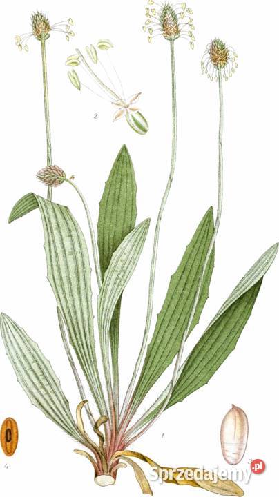 Babka lancetowata certyfikat ekologiczny