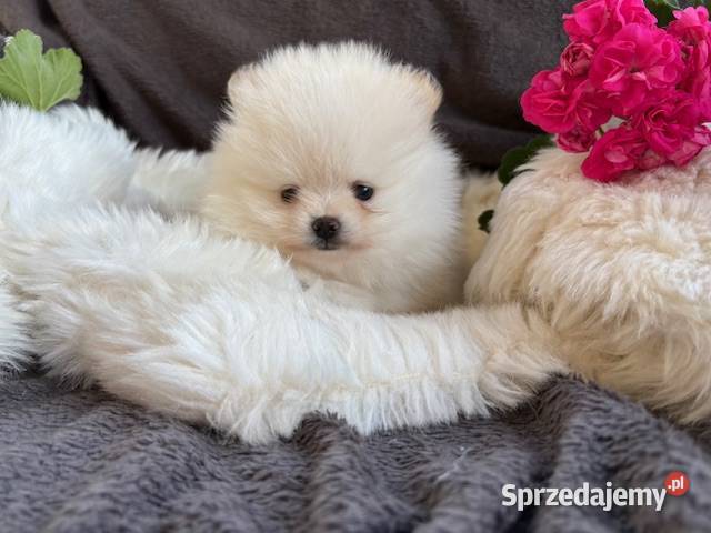 SZPIC MINIATUROWY POMERANIAN PIĘKNE DWA PIESKI Warszawa