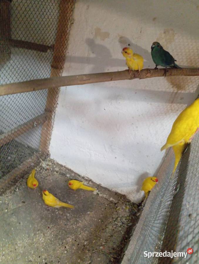 Papugi kozie moderlotki Jarogniewice sprzedam