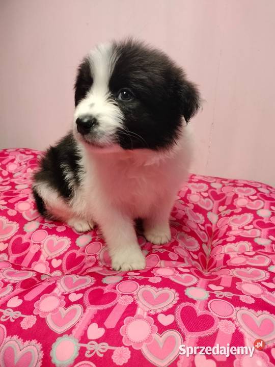 Border collie szczenięta z rodowodem gotowe do Radom sprzedam