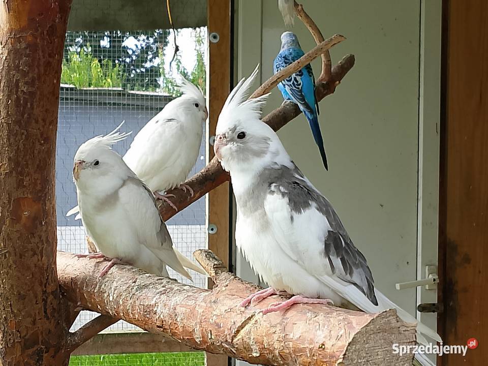 Gołąbki diamentowe Dyblin sprzedam