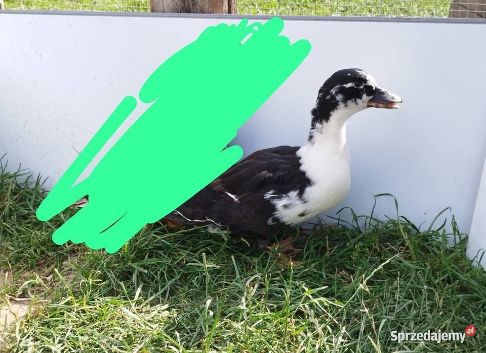 kaczki kaczory ozdobne call duck opolskie Strzelce Opolskie