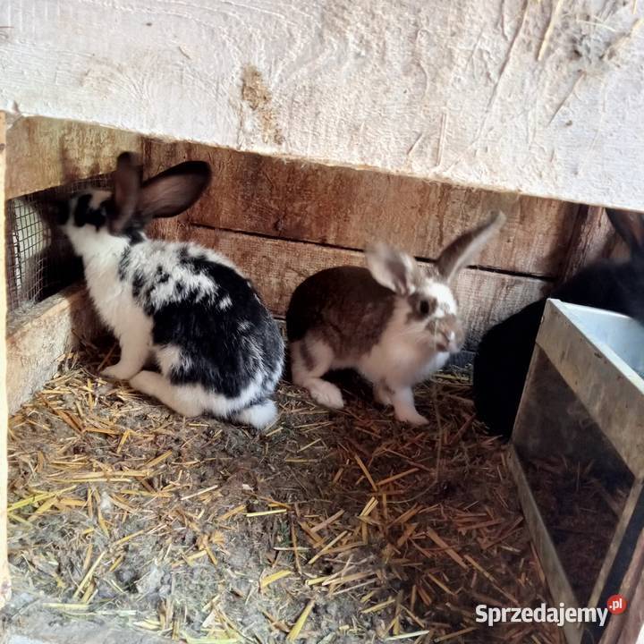 Sprzedam 3 młode króliki łódzkie Trzepnica