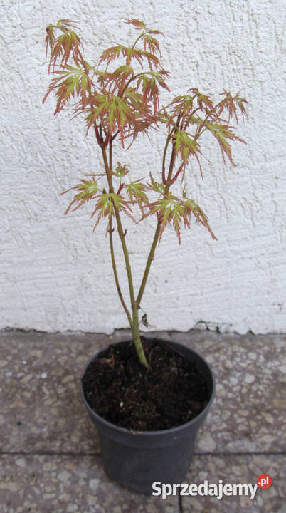 KLON PALMOWY SEIRYU sadzonki w doniczkach kujawsko-pomorskie Ustronie sprzedam