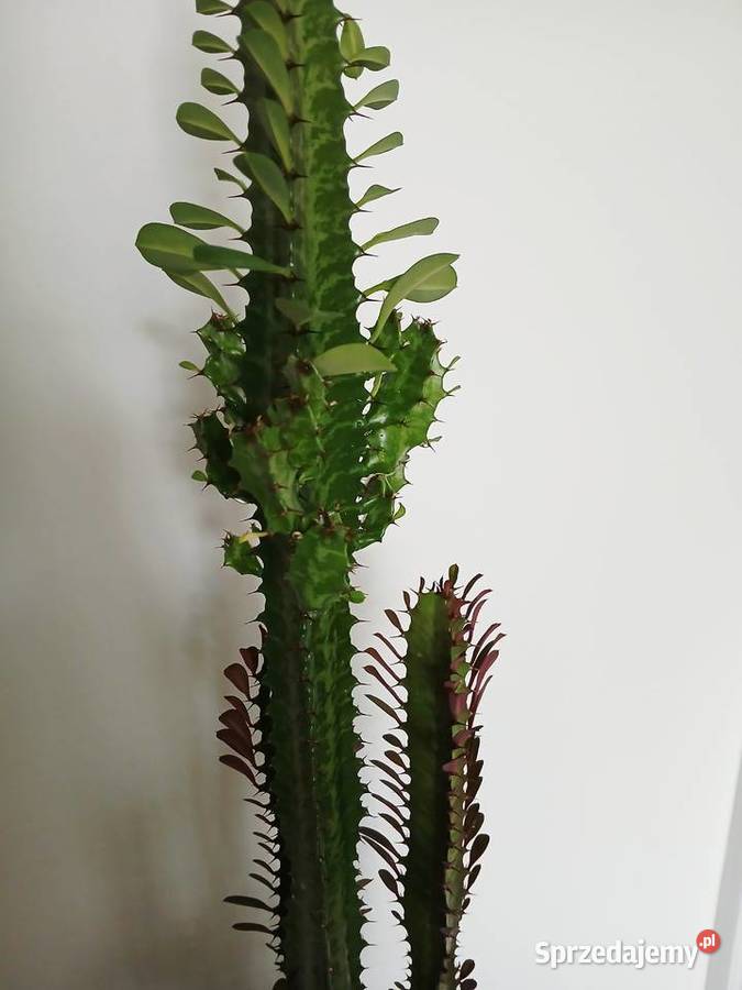 2w1 UNIKAT Euphorbia Trigona Rubra Green Częstochowa sprzedam